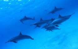 Dolphins in Red Sea by Ferretti J.Lou 